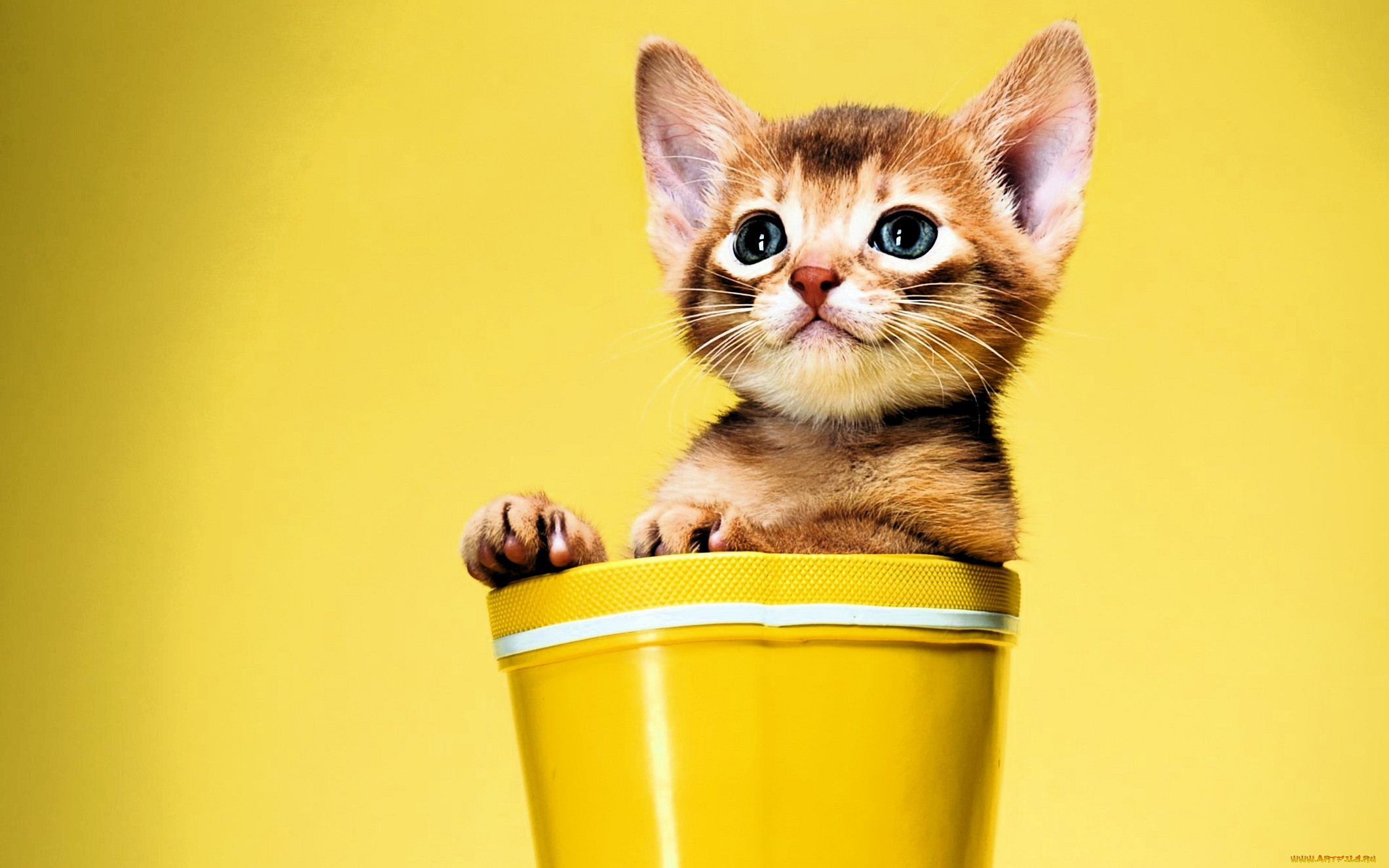 ��������, ����, �������, �������